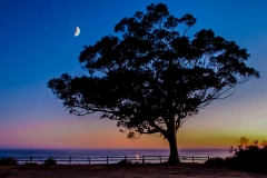 Moonlight-tree