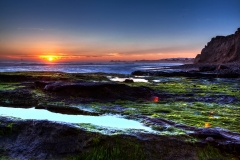 Sunset-algae