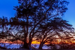 Sunset-tree